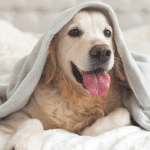 dog under blanket