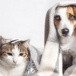 cat and a dog under blankets
