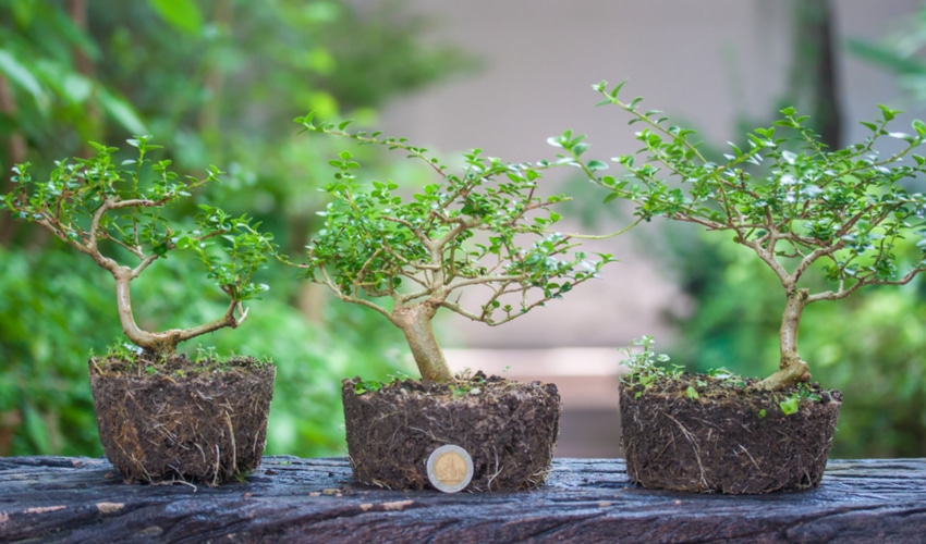 DIY Gardening Ideas Perfect For Your Yard This Summer