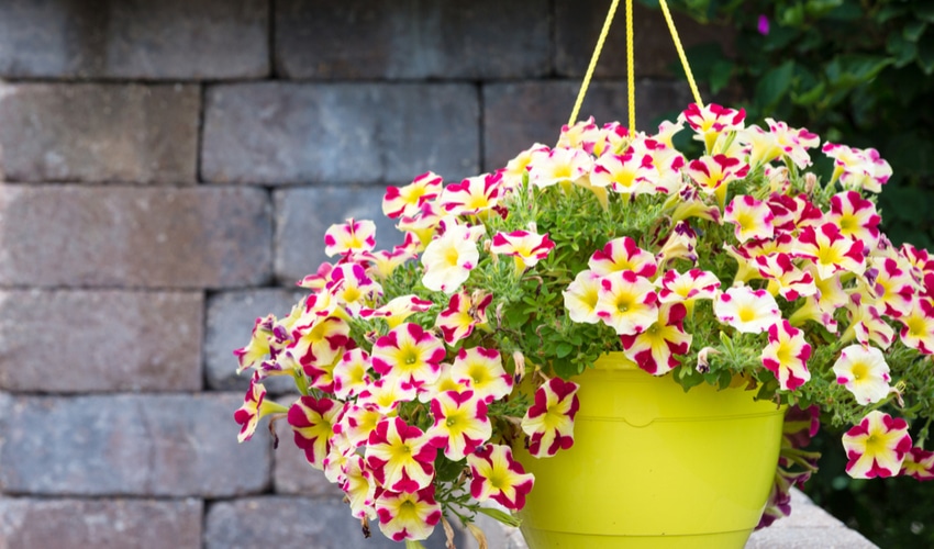 DIY Gardening Ideas Perfect For Your Yard This Summer